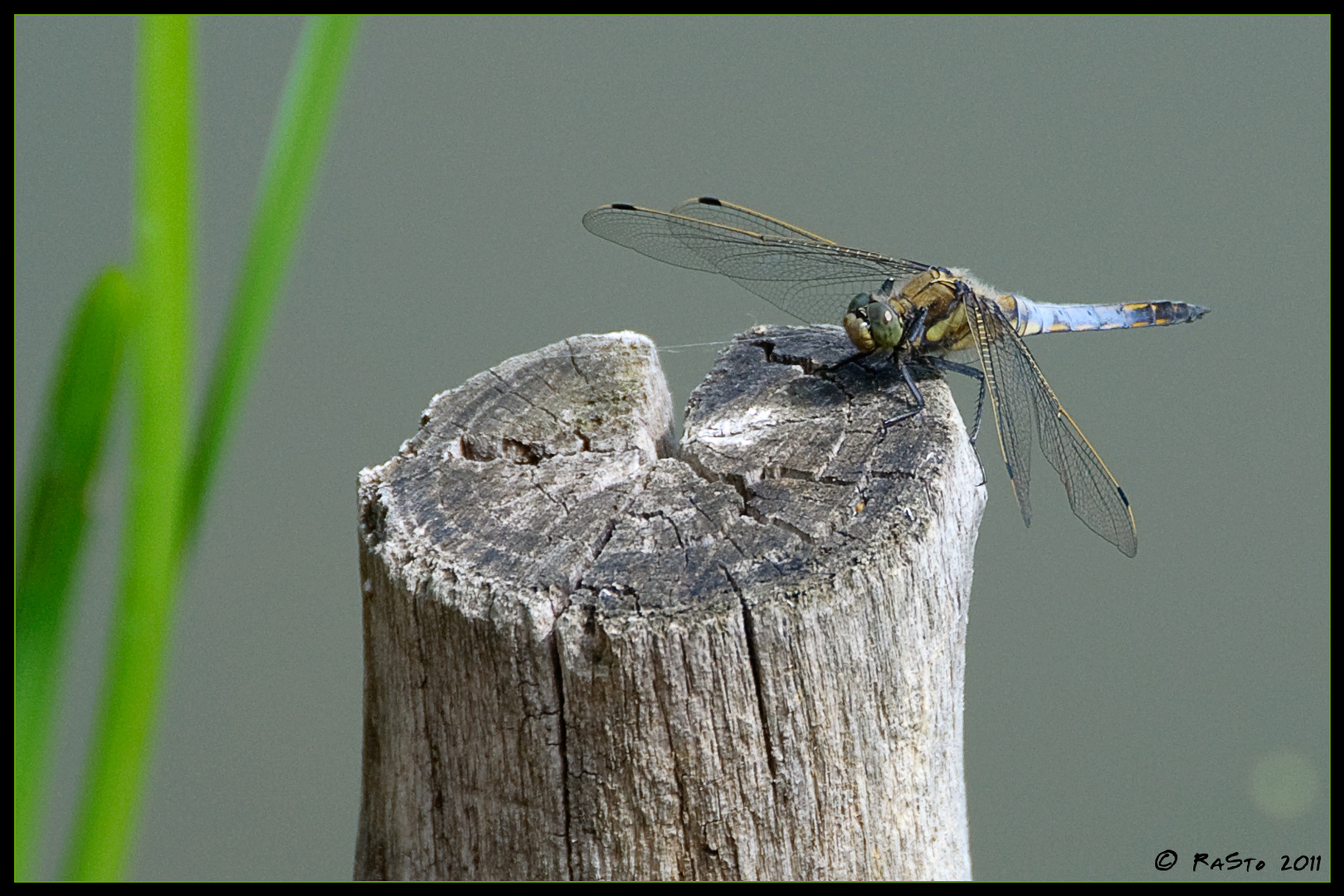 Großer Blaupfeil (Orthetrum cancellatum)