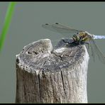 Großer Blaupfeil (Orthetrum cancellatum)