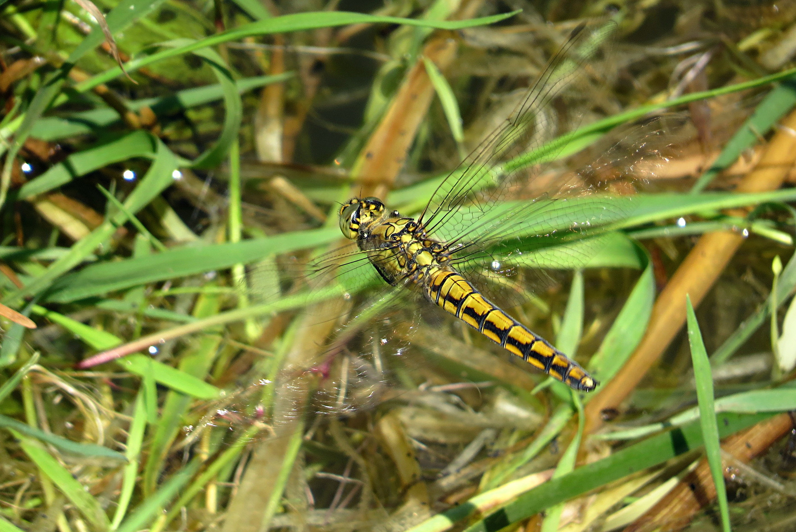 --- Großer Blaupfeil (Orthetrum cancellatum) ---