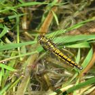 --- Großer Blaupfeil (Orthetrum cancellatum) ---