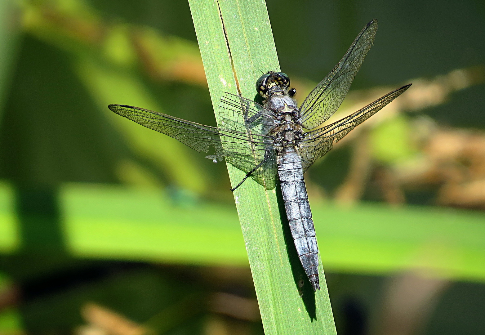 --- Großer Blaupfeil (Orthetrum cancellatum) ---