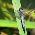 --- Großer Blaupfeil (Orthetrum cancellatum) ---