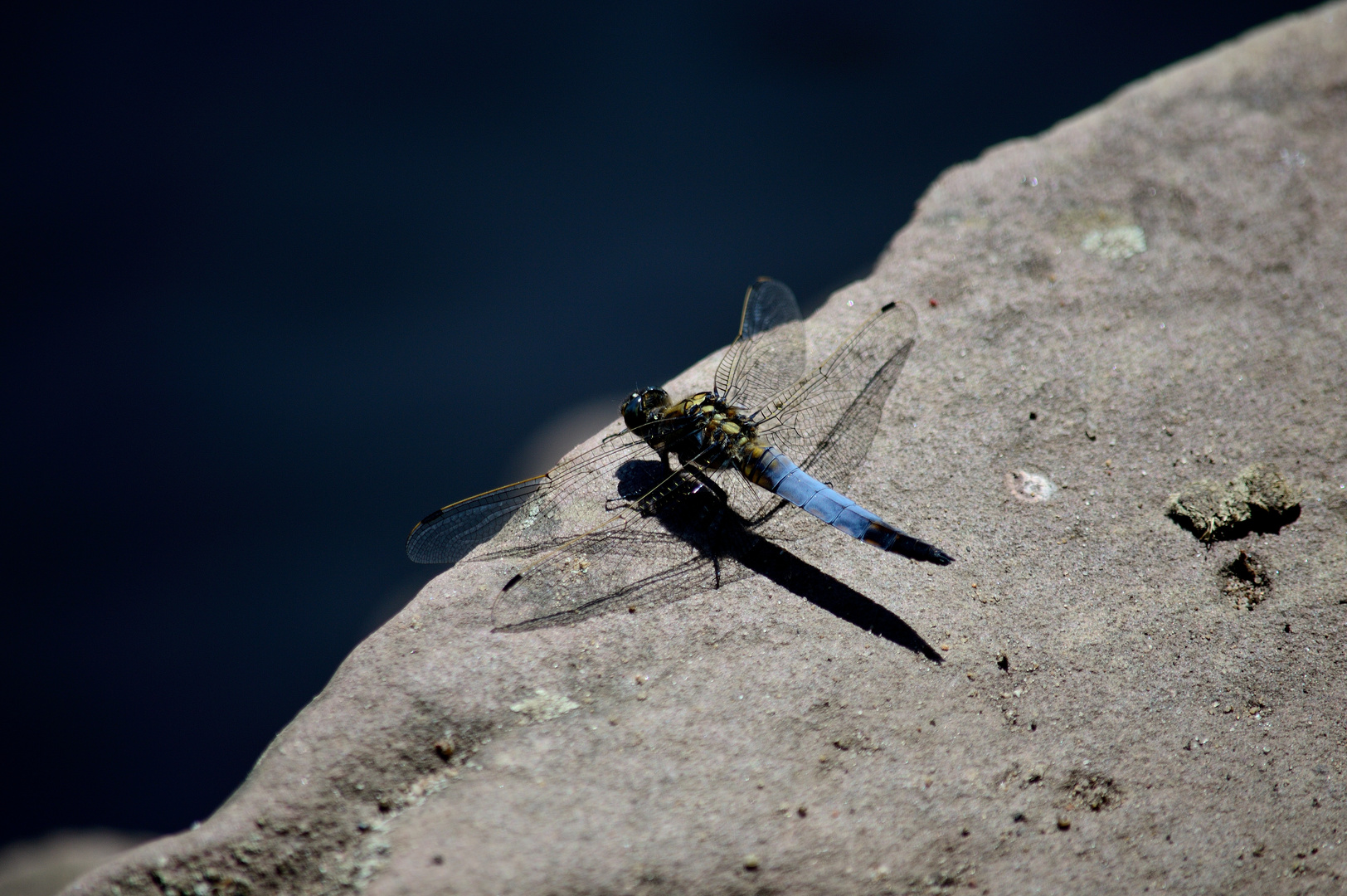 Großer Blaupfeil - Orthetrum cancellatum