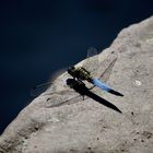 Großer Blaupfeil - Orthetrum cancellatum