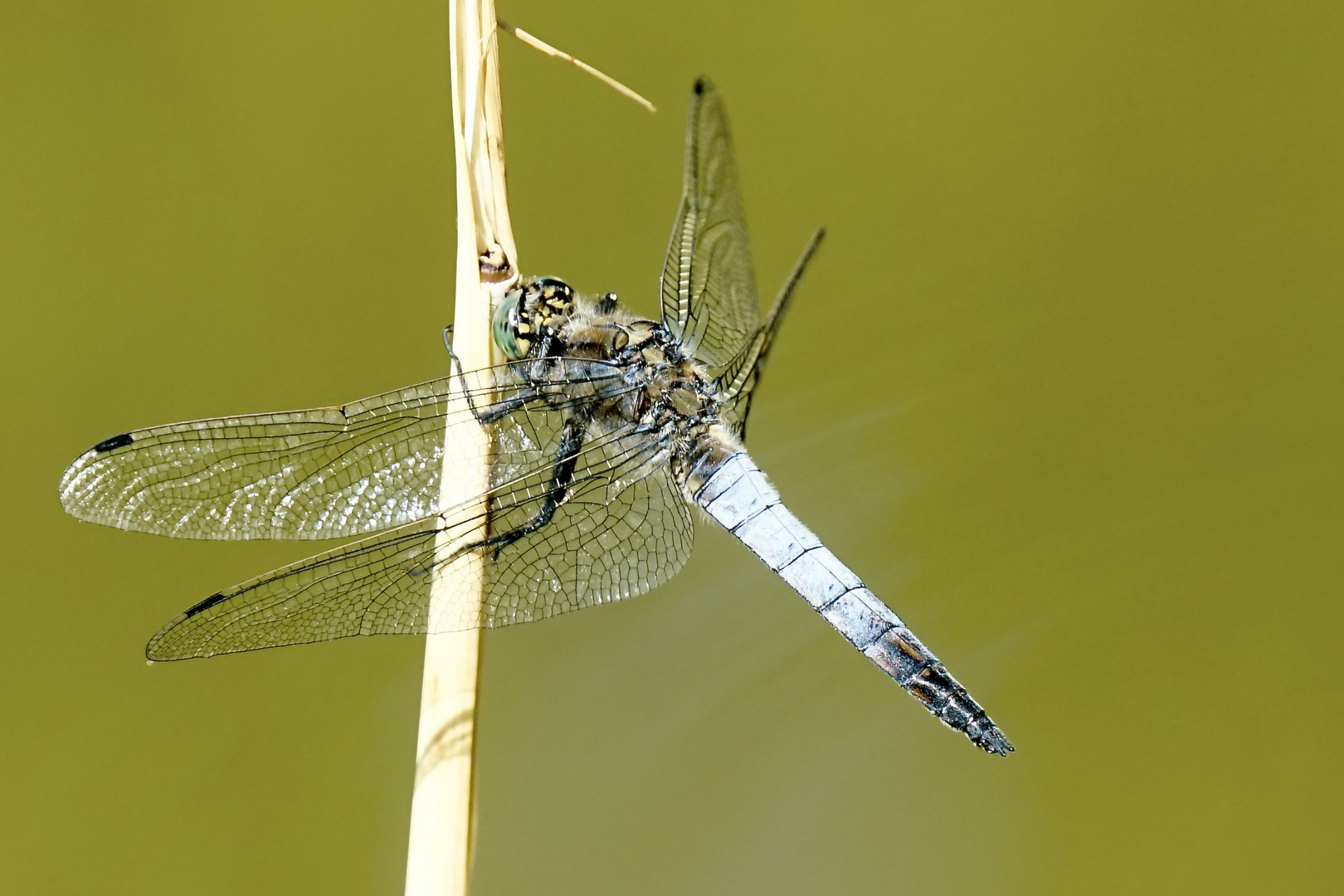 Großer Blaupfeil (Orthetrum cancellatum)