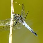 Großer Blaupfeil (Orthetrum cancellatum)