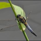 Großer Blaupfeil - Orthetrum cancellatum