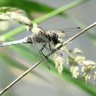 Großer Blaupfeil (Orthetrum cancellatum)