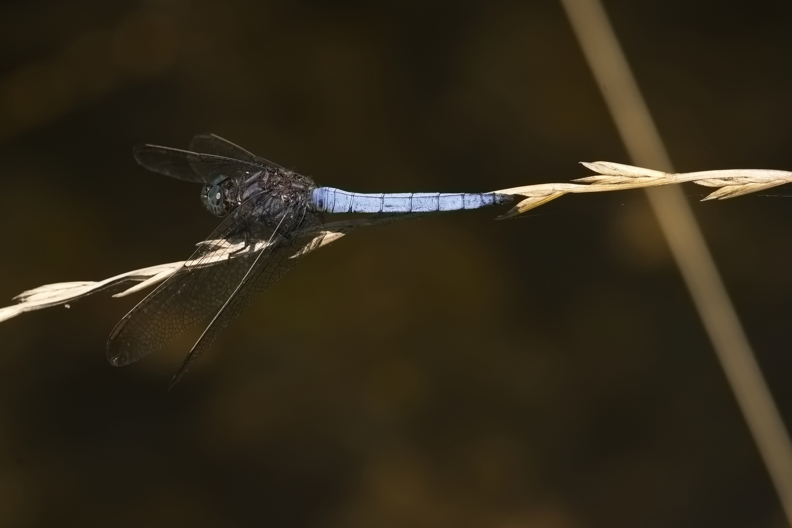 Großer Blaupfeil (Orthetrum cancellatum)  _DSC0567d22u