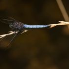 Großer Blaupfeil (Orthetrum cancellatum)  _DSC0567d22u