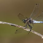  	Großer Blaupfeil  (Orthetrum cancellatum)