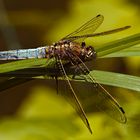 Grosser Blaupfeil (Orthetrum cancellatum)