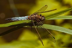 Grosser Blaupfeil (Orthetrum cancellatum)