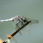 --- Großer Blaupfeil (Orthetrum cancellatum) ---