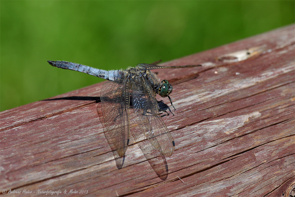 Großer Blaupfeil (Orthetrum cancellatum)