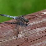 Großer Blaupfeil (Orthetrum cancellatum)