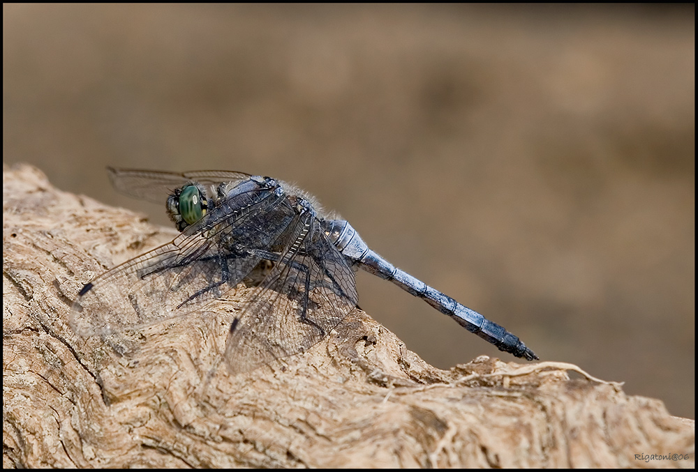 Grosser Blaupfeil (Orthetrum cancellatum)