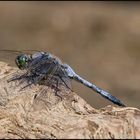 Grosser Blaupfeil (Orthetrum cancellatum)