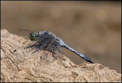 Grosser Blaupfeil (Orthetrum cancellatum)