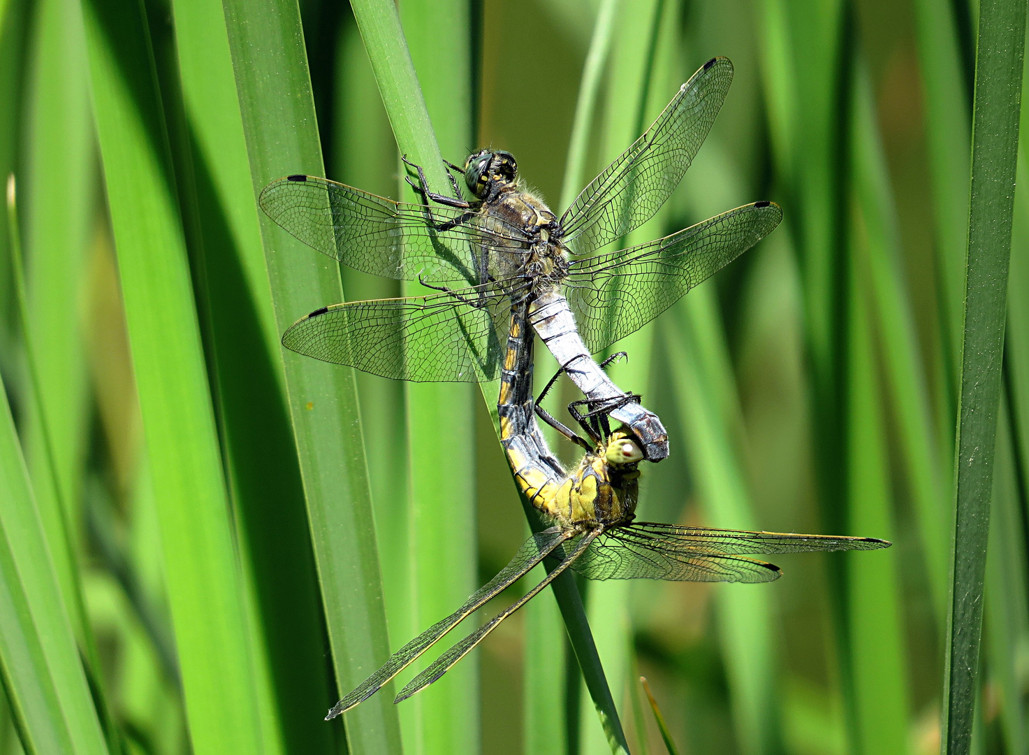 --- Großer Blaupfeil (Orthetrum cancellatum) ---