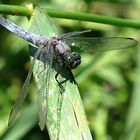 --- Großer Blaupfeil (Orthetrum cancellatum) ---