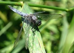 --- Großer Blaupfeil (Orthetrum cancellatum) ---