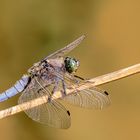 Großer Blaupfeil ( orthetrum cancellatum )