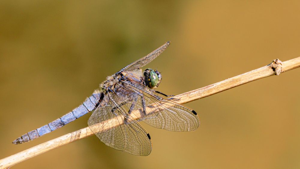 Großer Blaupfeil ( orthetrum cancellatum )