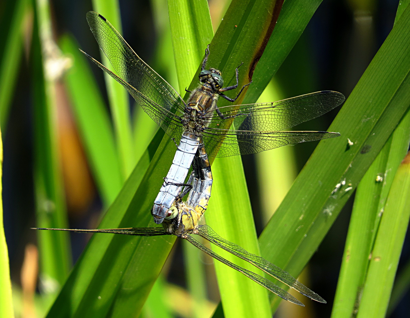 Großer Blaupfeil (Orthetrum cancellatum)