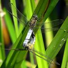 Großer Blaupfeil (Orthetrum cancellatum)