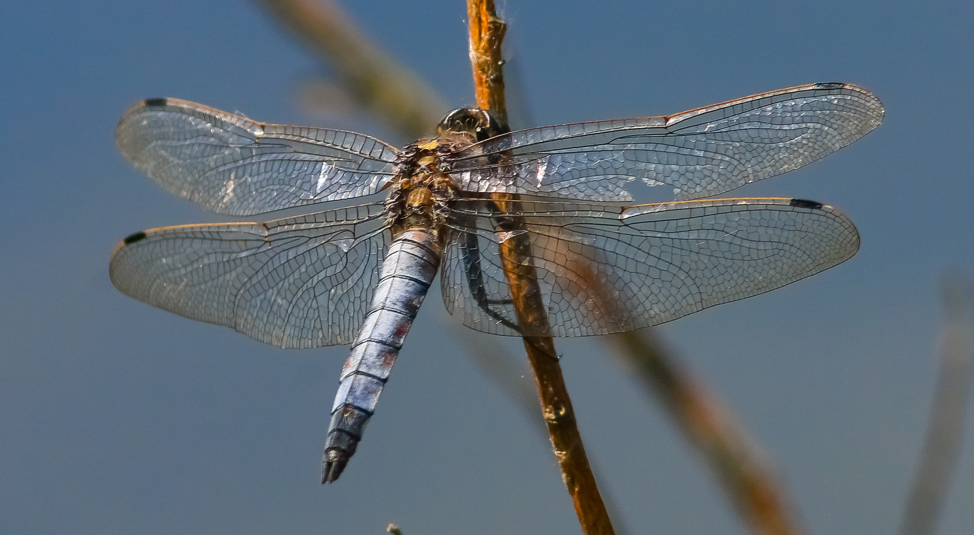 Großer Blaupfeil (Orthetrum cancellatum)