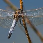 Großer Blaupfeil (Orthetrum cancellatum)