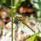 Großer Blaupfeil - Orthetrum cancellatum -  .....