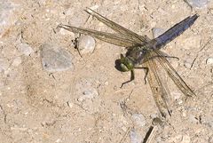 Großer Blaupfeil - Orthetrum cancellatum