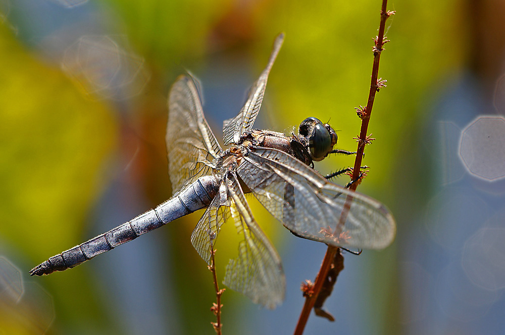 Großer Blaupfeil (Orthetrum cancellatum)