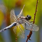 Großer Blaupfeil (Orthetrum cancellatum)