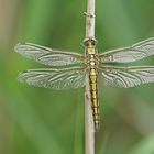 Großer Blaupfeil (Orthetrum cancellatum), frisches Weibchen