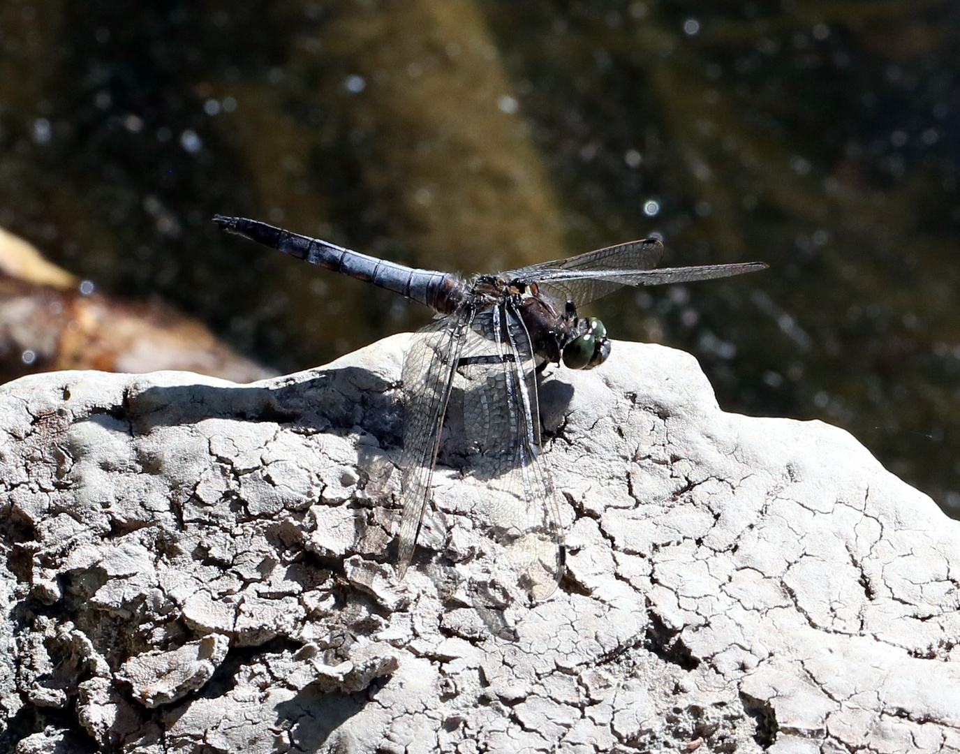 Großer Blaupfeil (Orthetrum cancellatum) (I)