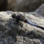 Großer Blaupfeil (Orthetrum cancellatum) (II)