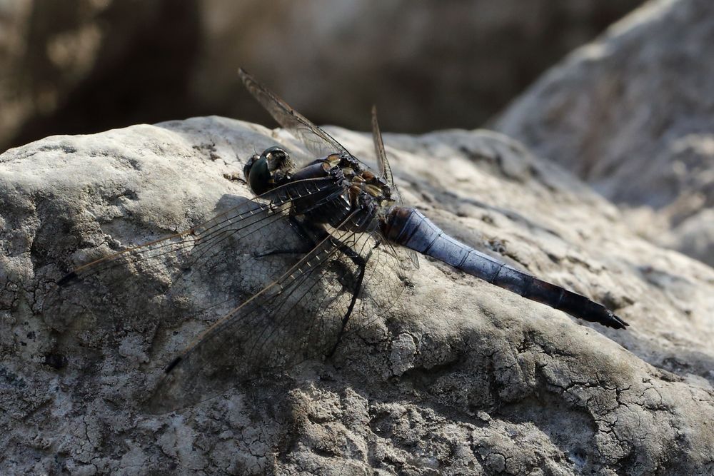 Großer Blaupfeil (Orthetrum cancellatum) (II)