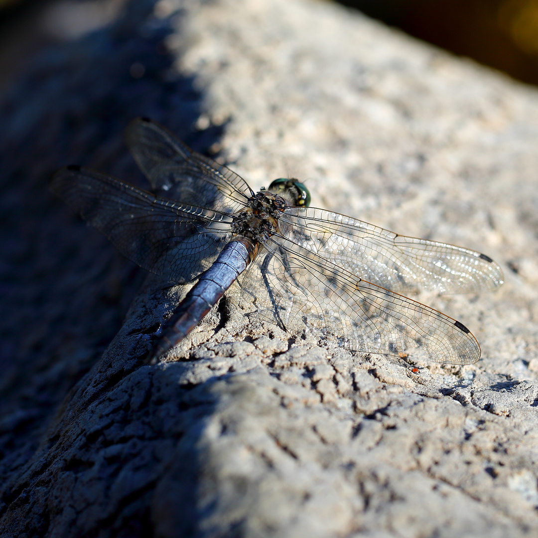 Großer Blaupfeil (Orthetrum cancellatum) (III)