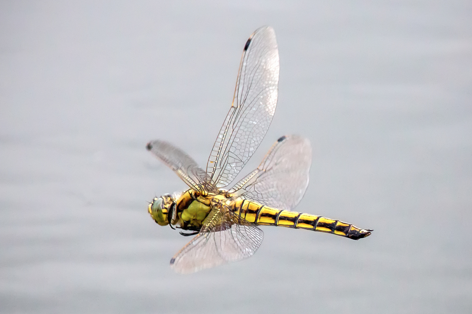 Großer Blaupfeil - Orthetrum cancellatum im Flug