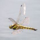 Großer Blaupfeil - Orthetrum cancellatum im Flug