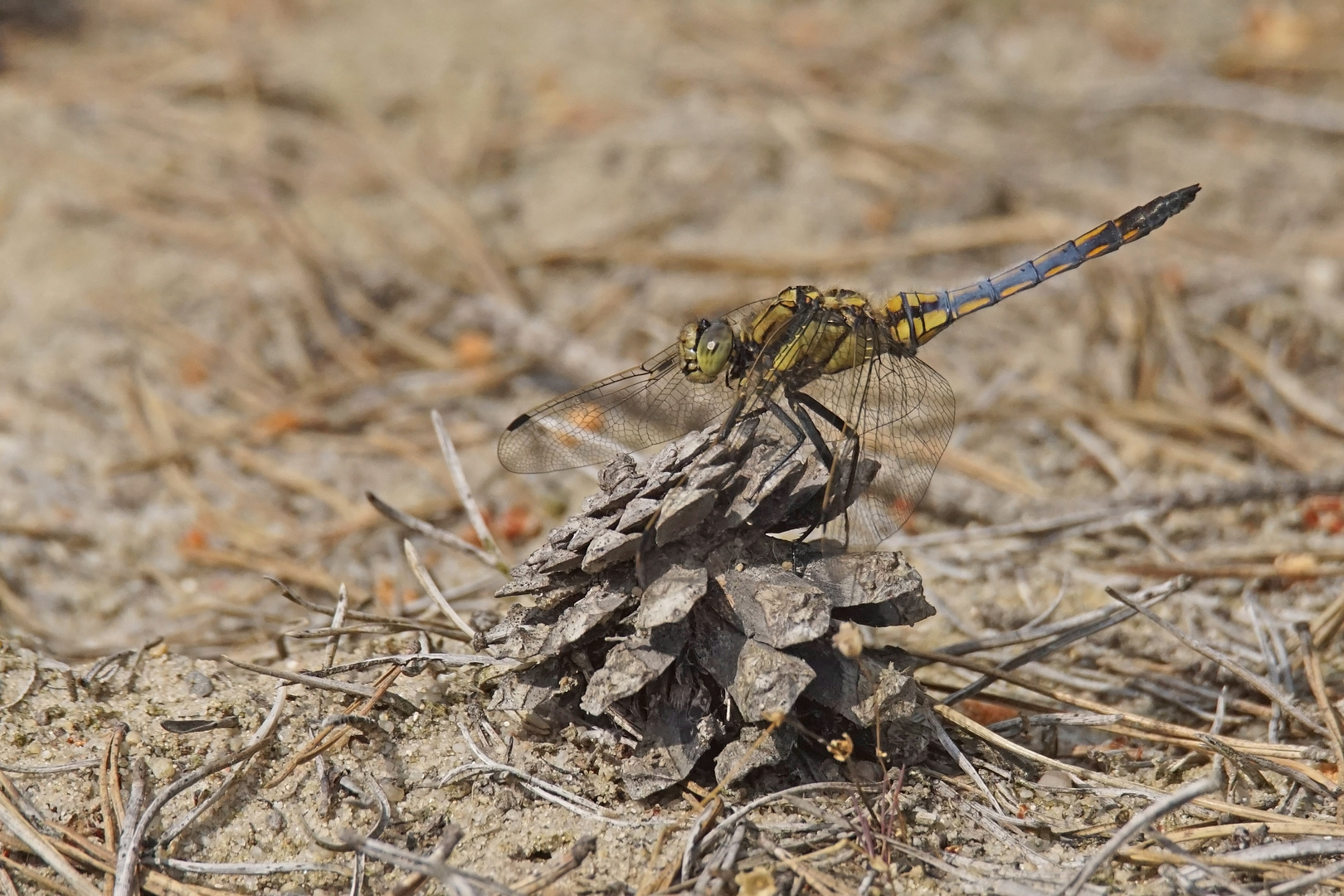 Großer Blaupfeil (Orthetrum cancellatum), junges Männchen