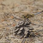 Großer Blaupfeil (Orthetrum cancellatum), junges Männchen