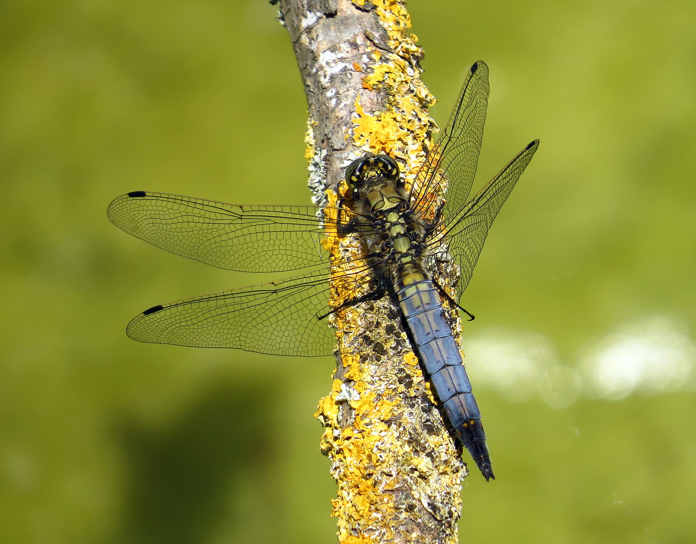 Großer Blaupfeil (Orthetrum cancellatum), junges Männchen