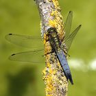 Großer Blaupfeil (Orthetrum cancellatum), junges Männchen