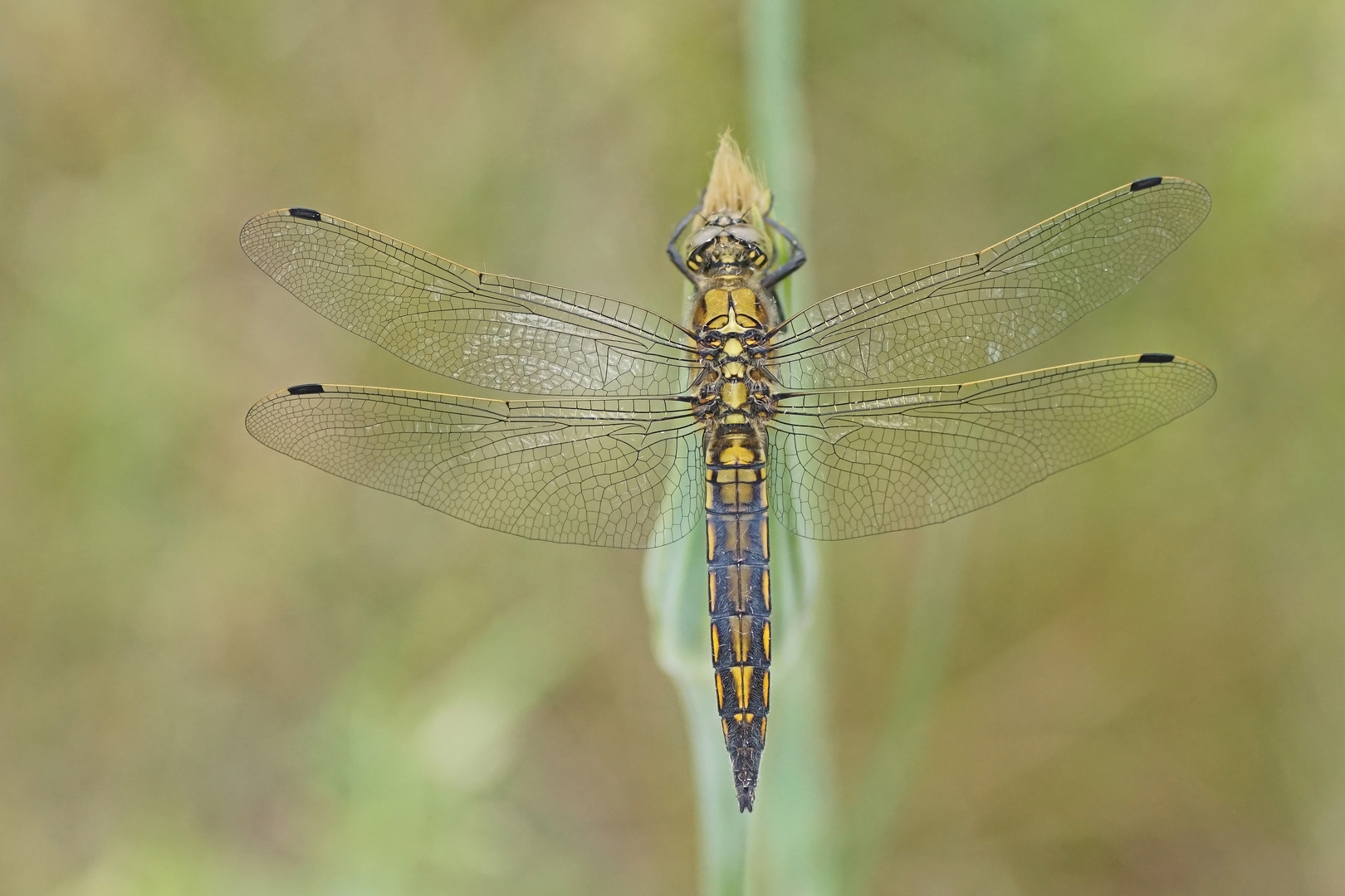 Großer Blaupfeil (Orthetrum cancellatum), junges Männchen