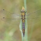 Großer Blaupfeil (Orthetrum cancellatum), junges Männchen