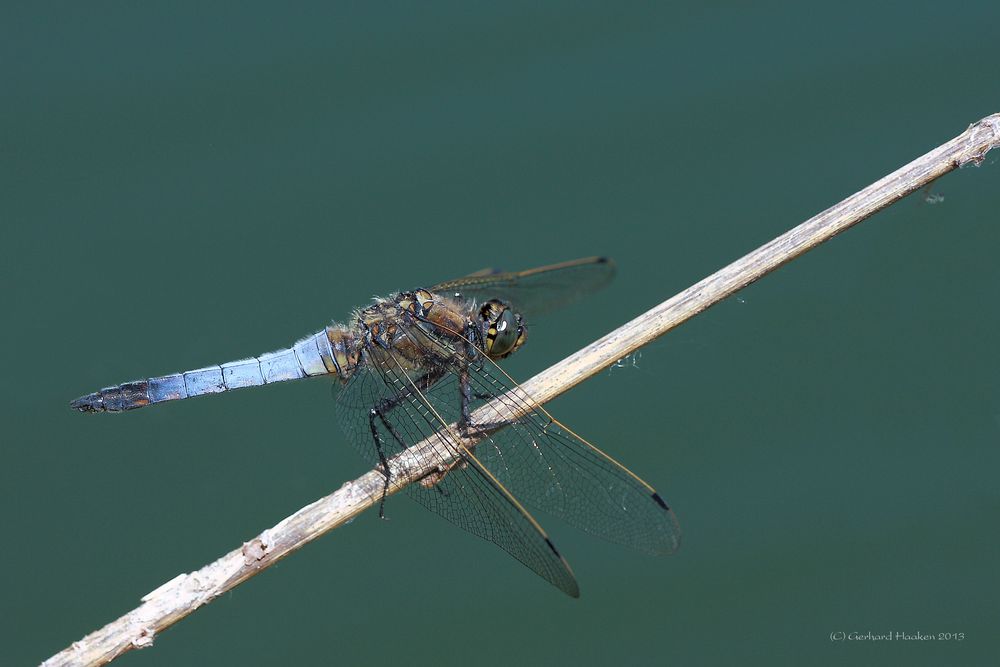 Großer Blaupfeil (Orthetrum cancellatum) m